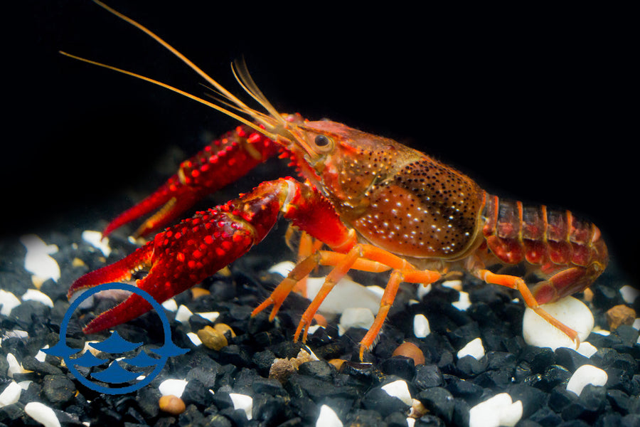 Crustaceans: Crayfish - School Shop