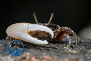 Crustaceans: Fiddler Crab - School Shop
