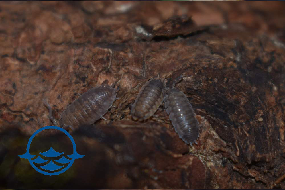 Crustaceans: Isopod Sowbugs - School Shop