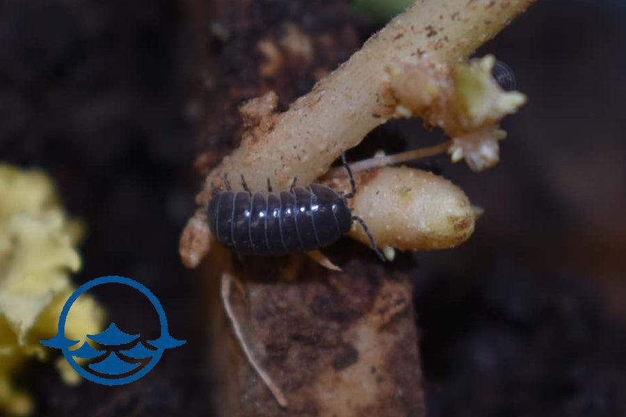 Crustaceans: Isopod Pillbugs - School Shop