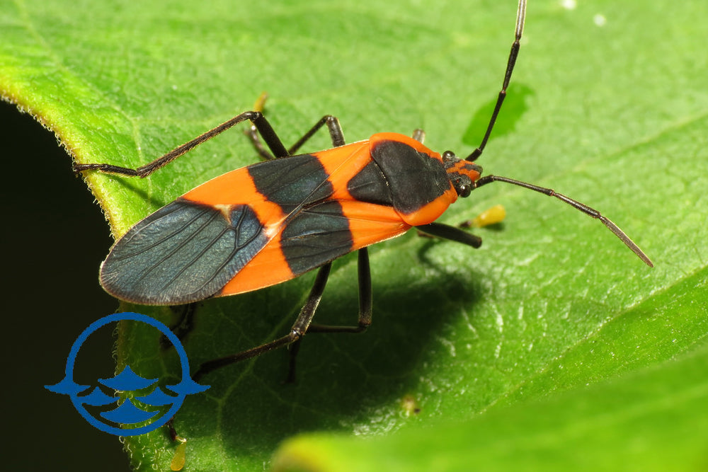 Insects: Milkweed Bug Adults - 25ct - School Shop