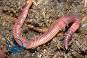 European "Nightcrawler" Worms