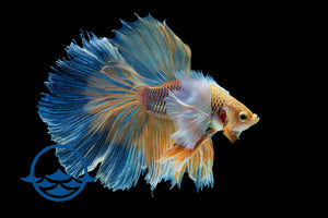 Fish: Betta, Male Assorted (ea) - School Shop
