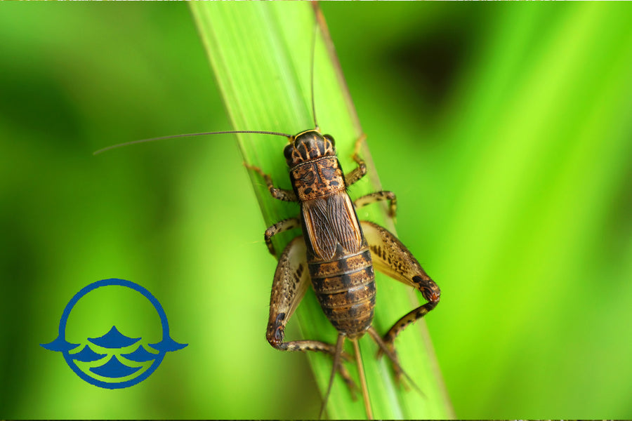 Insects: Cricket (3/4") - 50ct - School Shop
