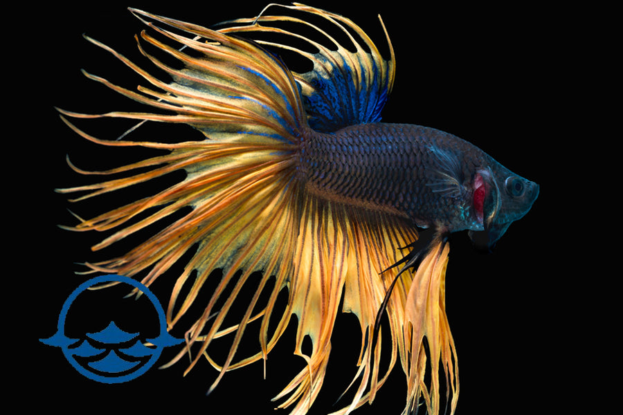 Fish: Betta, Male Crowntail (ea) - School Shop