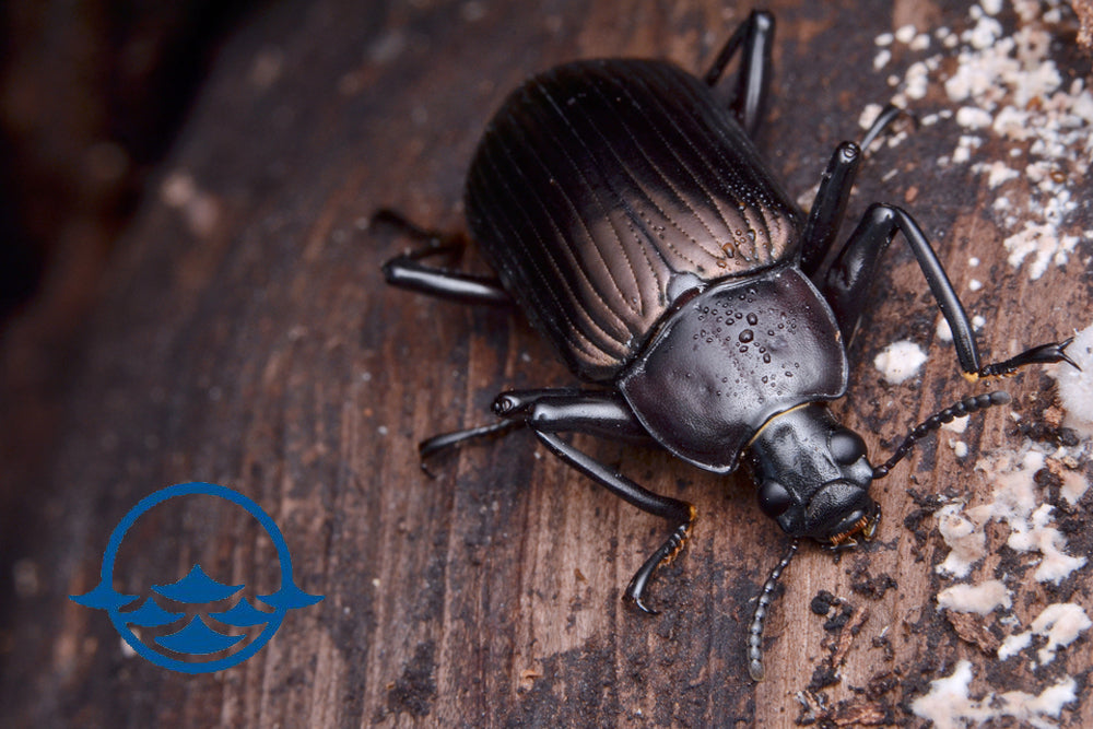 Insects: Darkling Beetles - 25ct - School Shop