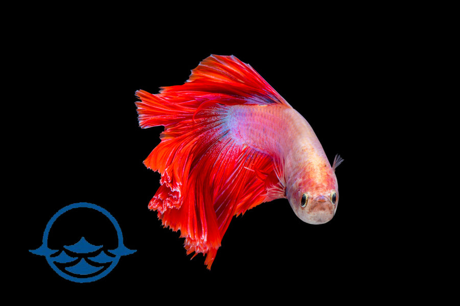 Fish: Betta, Female Assorted (ea) - School Shop