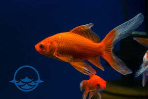 Fish: Goldfish Comet (Med 2"-3") - School Shop