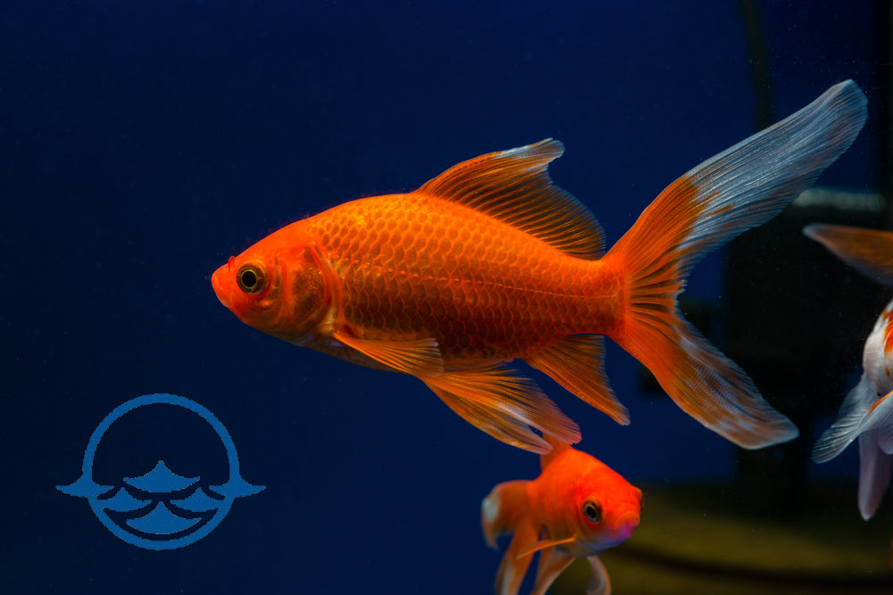 Fish: Goldfish Comet (Med 2"-3") - School Shop