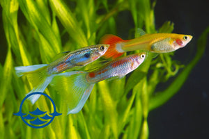 Fish: Guppy, Fancy Assorted (8) Male/ (4) Female - School Shop