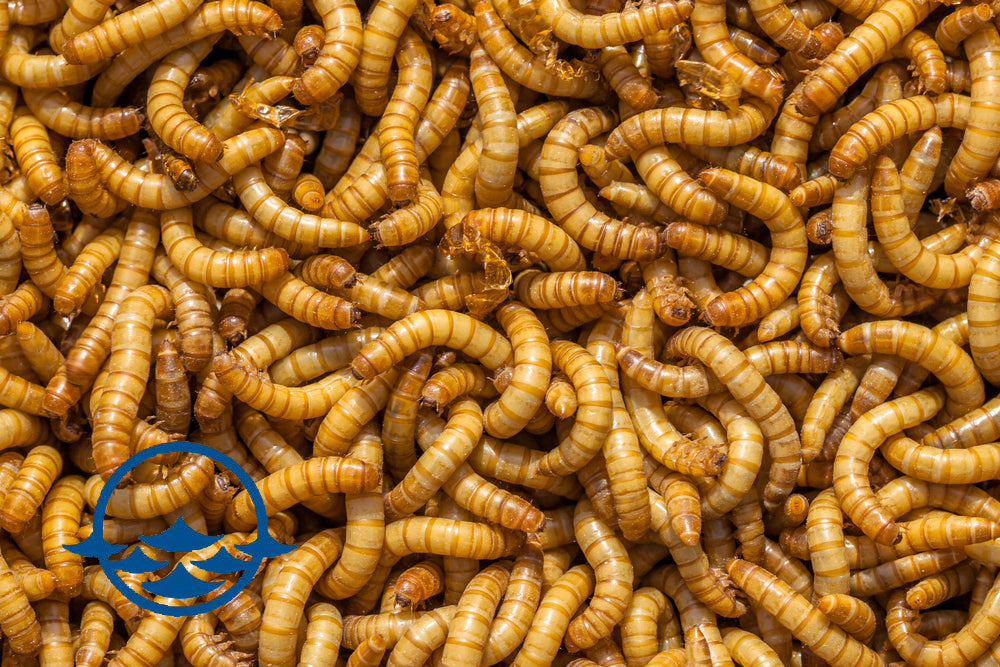 Insects: Mealworms - School Shop