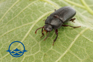 Insects: Adult Mealworm Beetle - School Shop