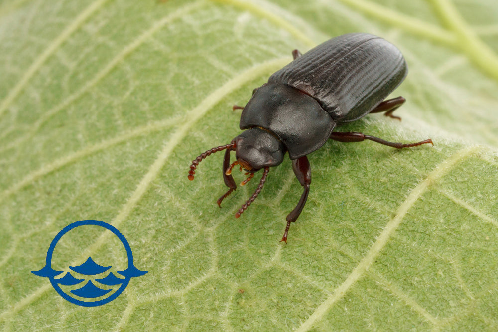 Insects: Adult Mealworm Beetle - School Shop