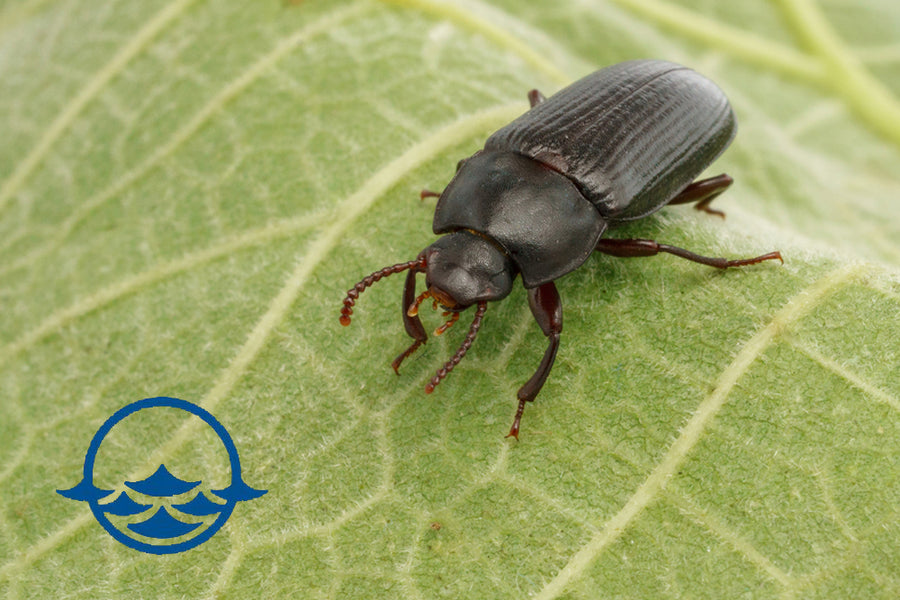 Insects: Adult Mealworm Beetle - School Shop