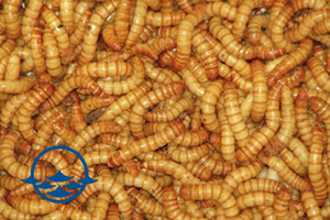 Insects: Mealworm Mini - 500 Count - School Shop