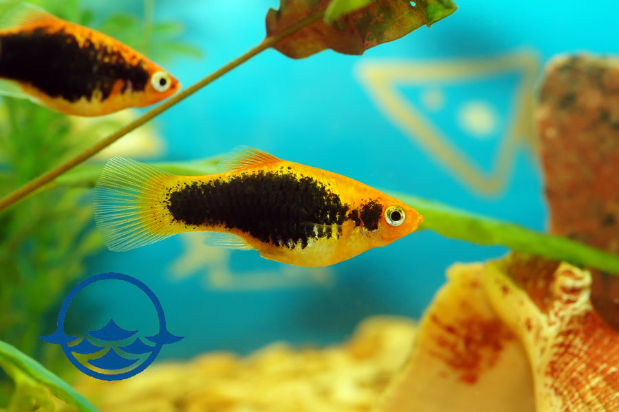 Fish: Platy, Assorted - School Shop