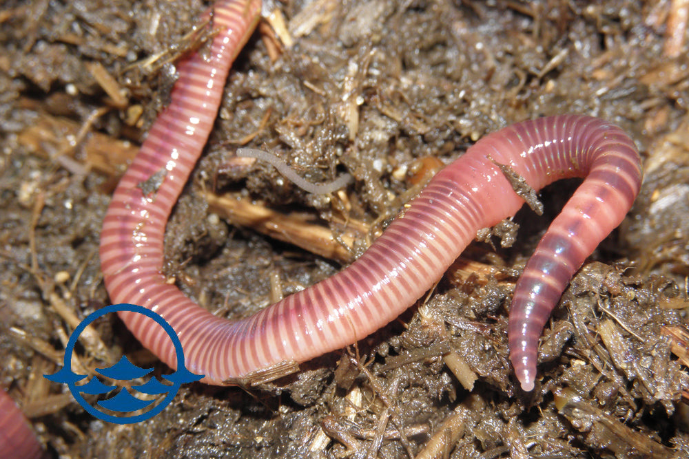 European Nightcrawler Worms - Tropaquatics