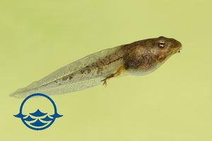 Amphibians: Tadpoles - School Shop
